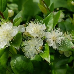 Myrtle Essential Oil, Common Myrtle