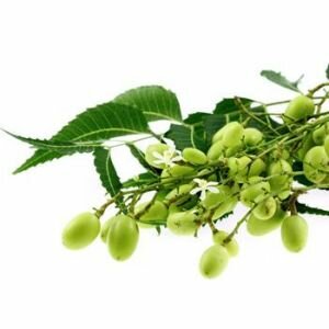 image of neem plant, long thin leaves with green grape-like fruit.