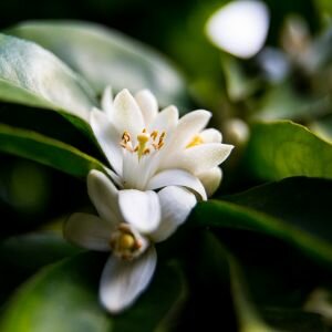 Neroli Essential Oil, Bigarade