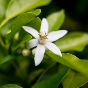 Neroli Essential Oil, Light