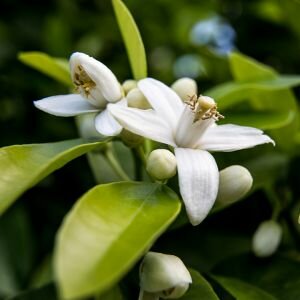 Neroli Oil Fragrance, Light