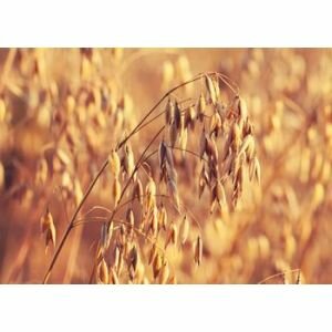 A wheat or barley crop where oats grow from