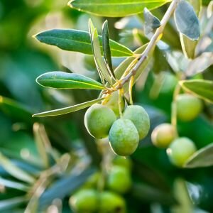 Olive Oil, Pomace