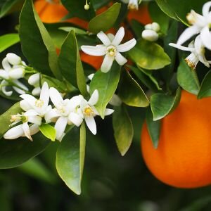 Orange Blossom Fragrance