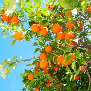 Orange Fragrance, Seville