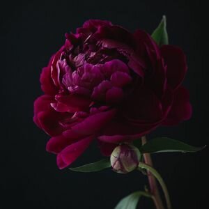 Peony Fragrance, Purple, Allergen-Free