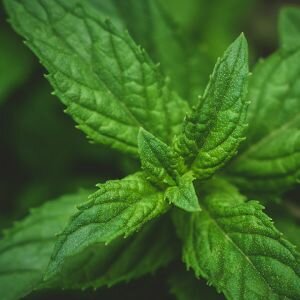 Peppermint Essential Oil, Arvensis