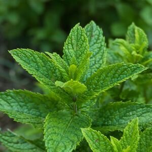 Peppermint Essential Oil, Piperita