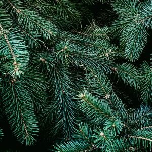 Pine Needle Essential Oil