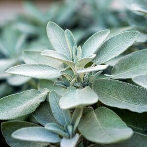 Sage Essential Oil