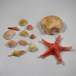 Soaps made using the seashells mould bundle.