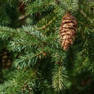 Siberian Fir Needle Essential Oil