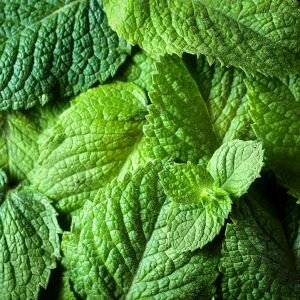 Spearmint Essential Oil