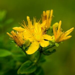 St Johns Wort Extract in Carrier Oil