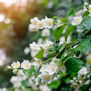 Sweet Jasmine Fragrance