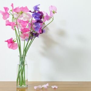 Sweet Pea Fragrance