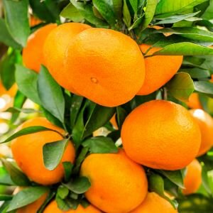 Tangerine Essential Oil, Mandarin