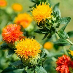 A collection of three bright yellow thistles on bushy green stems