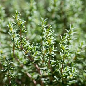 Thyme Essential Oil, White