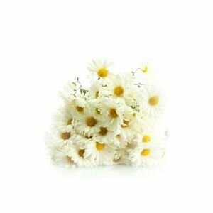 Chamomile Hydrosol (Roman)