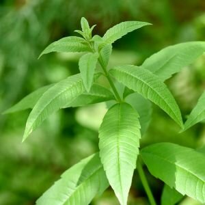 Verbena Essential Oil, Lemon Verbena