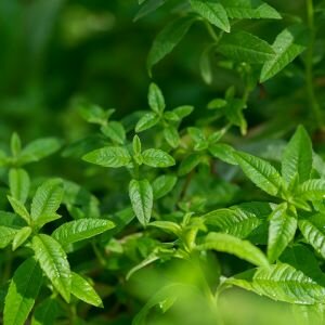 Verbena Fragrance, Lemon Verbena