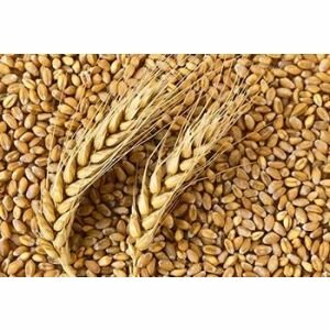 Wheat Protein (Kelyamin Liquid)