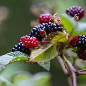 Wild Berry Fragrance (Allergen-Free)