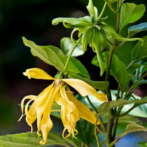 Ylang Essential Oil III