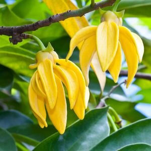 Ylang Essential Oil, Extra