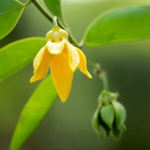 Ylang Ylang Fragrance