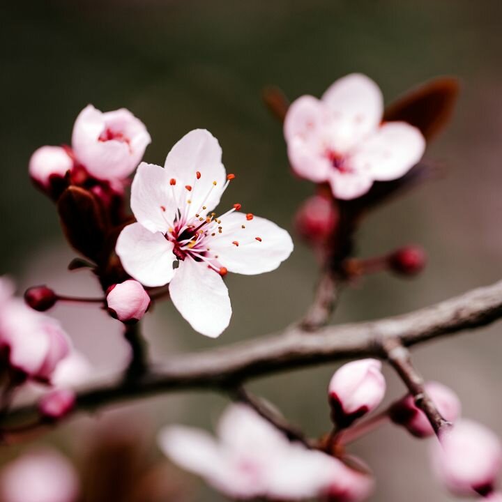 Cherry Blossom Allergen Free Fragrance Oil