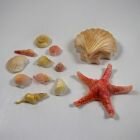 Soaps made using the seashells mould bundle.